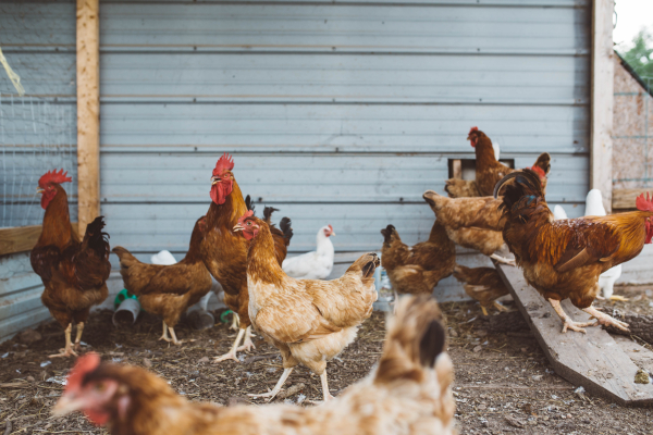 From Chicken to Church 